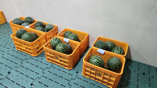 고령군농업기술센터 실증시험포장 재배 수박