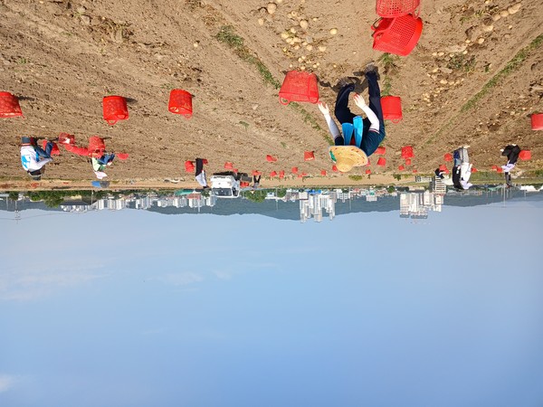 경북 고령군 다산면, 군청(재무과, 도시과, 건축과) 직원들이 관내 농가를 방문해 농촌일손돕기를 하는 모습