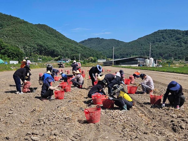 덕곡면, 군청 주민복지과, 고령군 농업기술센터 직원들이 마늘 수확으로 바쁜 농가를 돕기 위해 구슬땀을 흘리는 모습