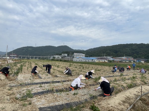 경북 고령군 개진면, 군청(총무과, 관광진흥과, 시설사업소) 직원들이 감자, 양파 수확철을 맞이해 농촌일손돕기를 실시해 구슬땀을 흘리고 있다.