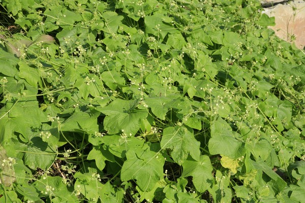 가시박(사진제공=농촌진흥청)