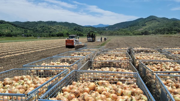 기계를 통한 양파 수확작업이 한창이다.