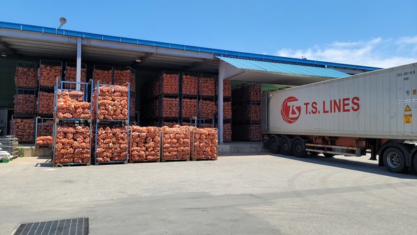 양파 수출을 위해 컨테이너로 옮겨지고 있는 양파들.