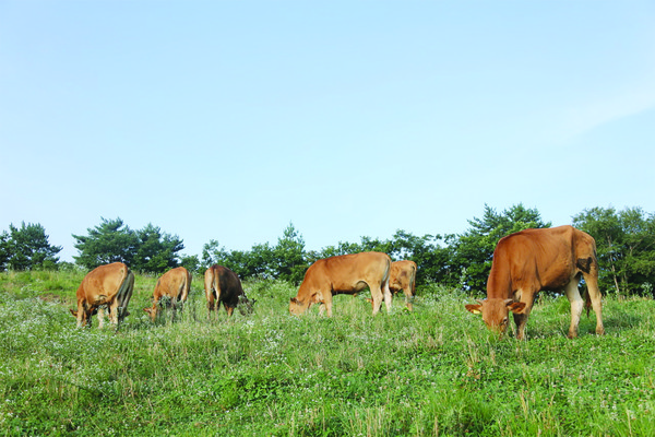 국내 초지면적은 1990년부터 연간 3.1%씩 줄어들어 2023년 기준 3만1784ha를 기록해 초지의 가치를 알리고 방목생태 축산물에 대한 인식을 높여야 한다는 목소리가 커지고 있다.