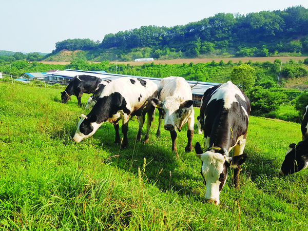 성동목장은 오차드그라스, 톨페스큐, 켄터키그라스, 레드클로버 등의 초종을 혼파해 초지를 조성하고 초지 회복성을 위해 올해부터 윤환 방목을 실시할 계획이다. 사진은 성동목장의 방목초지 전경.
