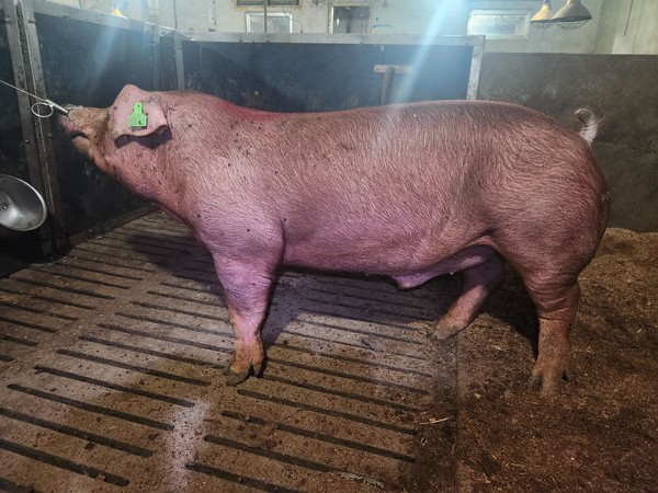 올 2분기 선발된 종모돈 중 D017023AO의 외모.