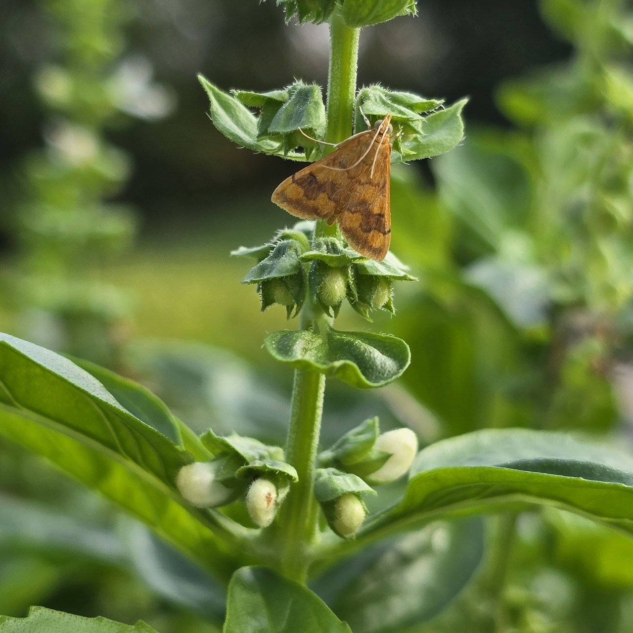 들깨잎말이명나방 성충