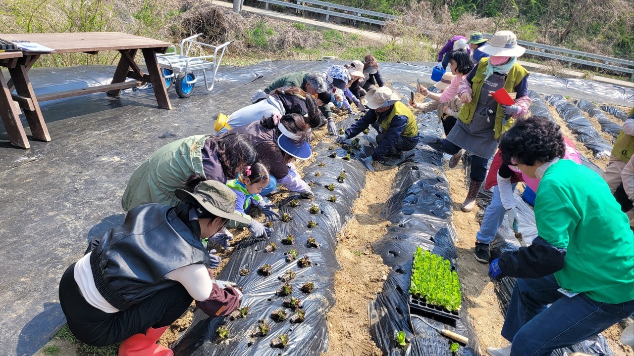 개별 텃밭에 상추 모종을 심고 있는 시민들