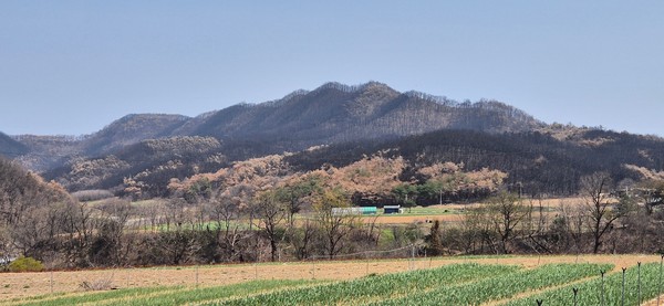 경북 의성 산불피해 사진