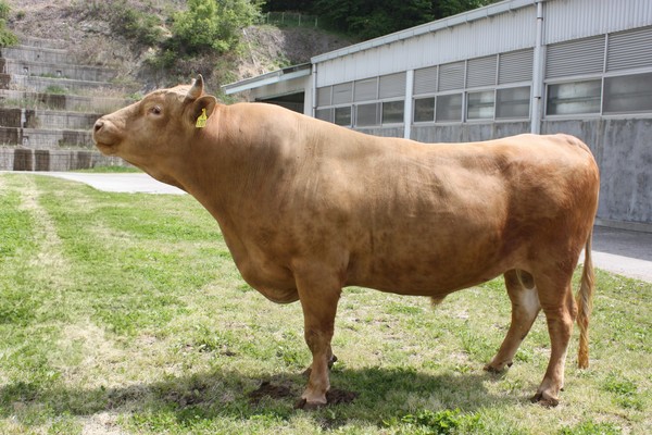 한우 보증씨수소 KPN1707