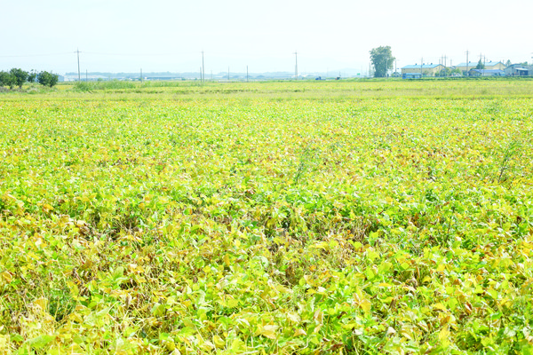 올해 콩 재배면적이 지난해 대비 12.3% 증가할 것으로 예측되면서 콩의 수매와 소비 문제가 다시 한번 떠오르고 있다. 지난 4일 콩 비축 예산 1021억 원이 반영된 제2차 추가경정예산안이 국회 본회의에서 통과하면서 올해 수매는 한숨 돌렸다는 평가가 나오지만 장기적으로 수요 확대와 생산기반 정비 등의 문제를 해결할 필요가 제기된다.