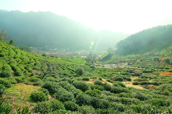 경남 하동 화개면의 산지차밭 전경. 하동 전통차 농업은 2015년 대한민국의 국가중요농업유산, 2017년 유엔식량농업기구(FAO)의 세계중요농업유산에 등재됐다.
