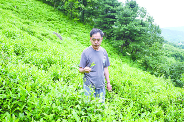 홍만수 하동차생산자협의회장이 차밭에서 하동 차농업 현황에 대해 설명하고 있다.