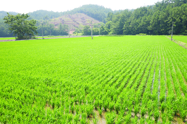 장진숙·김여순 부부가 농지이양은퇴직불사업 약정을 맺은 논.