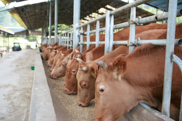 한우산업지원법이 22일 공포됐다. 사료를 먹고 있는 한우들.