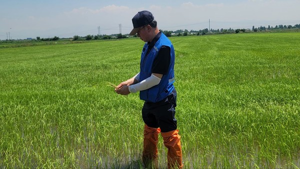 직파재배 경작지에서 생육 상태를 점검하고 있다.