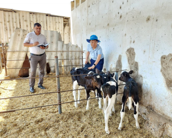 인공수정을 통해 태어난 젖소 송아지