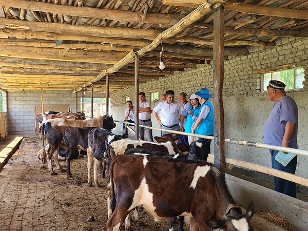젖소 산유량 증대를 위한 TMR 기술 적용 현장