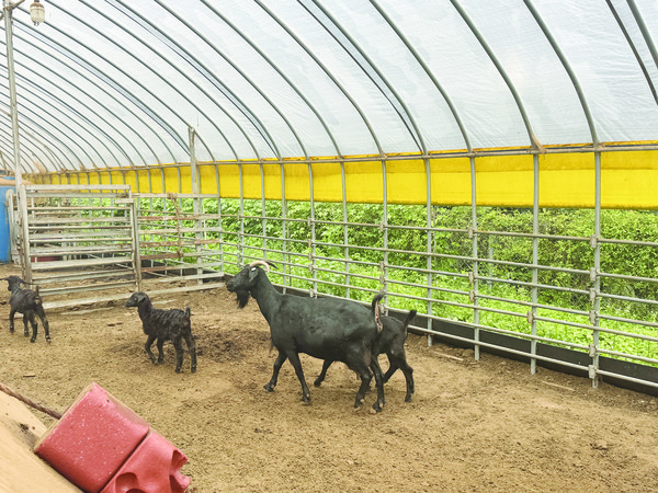 혈통등록을 완료한 흑염소