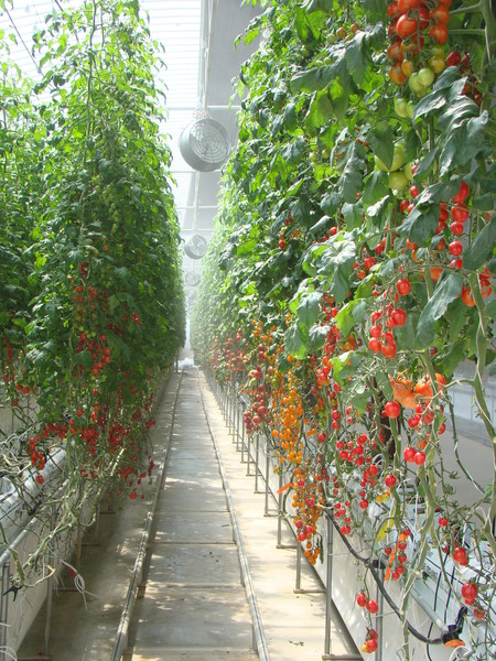 스마트농업계는 정부의 인공지능 산업 육성 의지에 대해 환영하면서도 한편으론 우려를 표하고 있다. 신뢰할 수 있는 데이터의 부족, 대기업 AI로의 집중, 인력과 장비 부족 등이 스마트농산업계가 느끼는 주요 애로사항이다. 사진은 농촌진흥청에 설치된 방울토마토 스마트온실 내부.