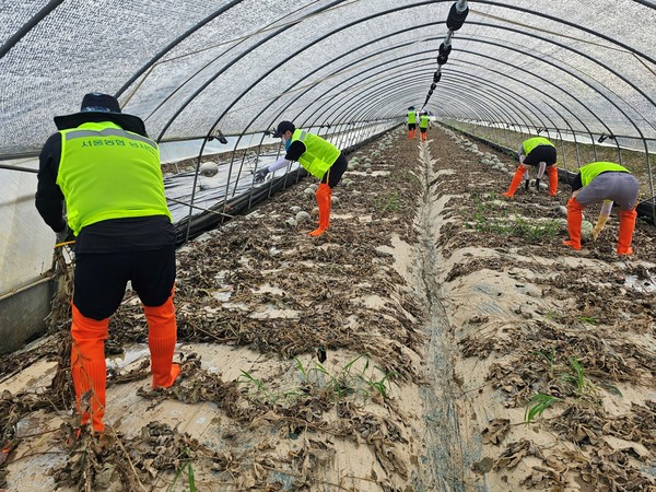 수해복구 일손돕기에 참여한 농협서울본부 직원들은 침수작물 및 넝쿨 제거, 하우스 환경 정비 등을 도우며 피해 농가의 빠른 일상복귀를 도왔다. 