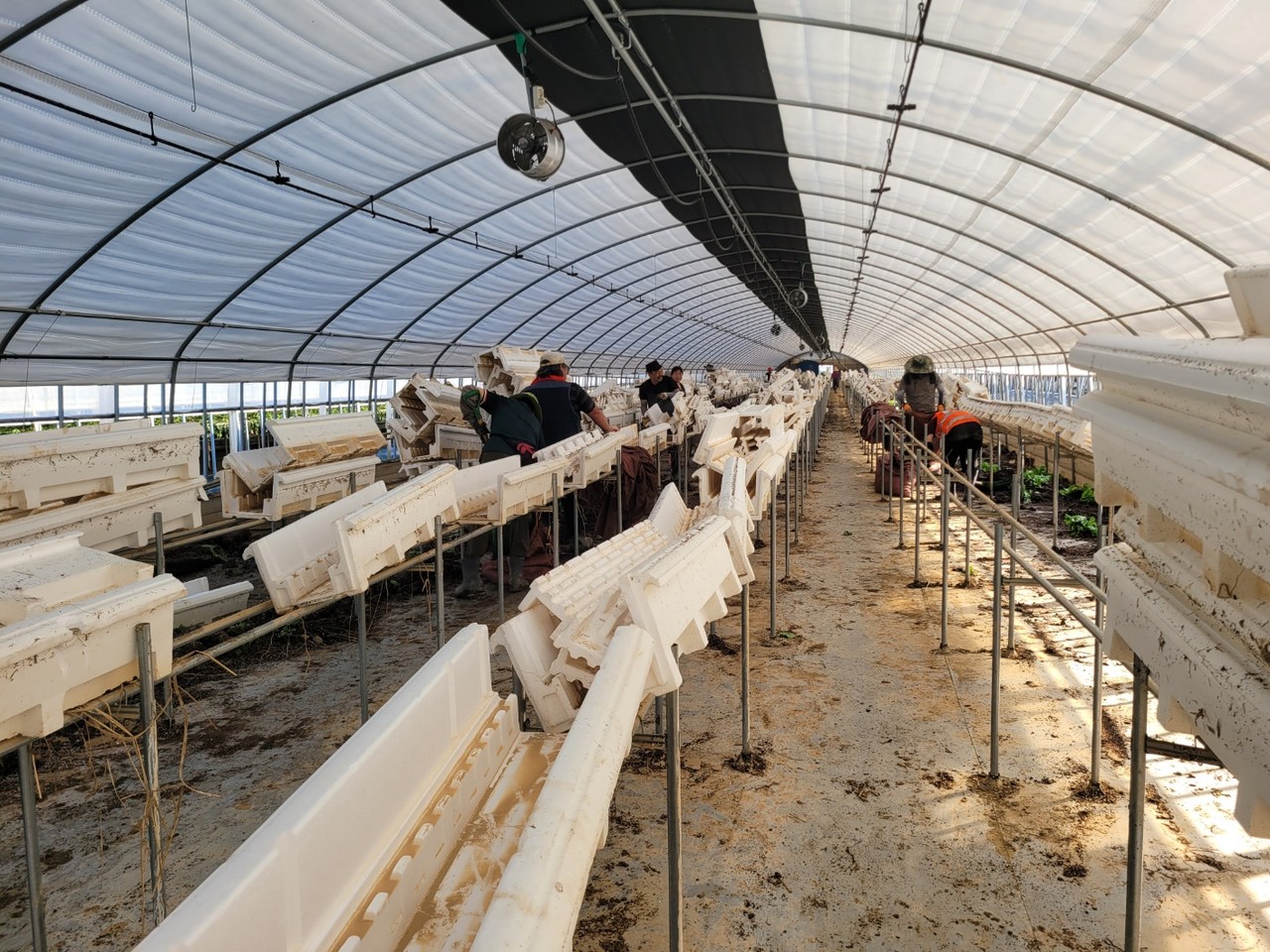 예산군 농어업회의소 회원들이 침수된 딸기 재배 농가에서 복구 봉사활동을 벌이고 있다.