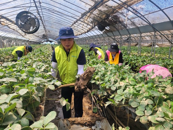 최진수 농협경북본부 본부장이 임직원과 경북 고주모 회원들과 함께 침수된 딸기하우스 내 토사를 제거하고 있다.