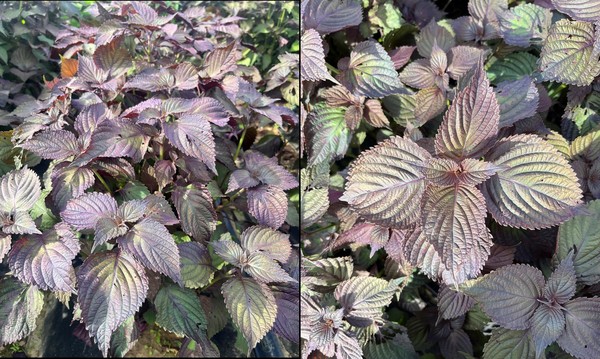    '숨들’ 잎 사진