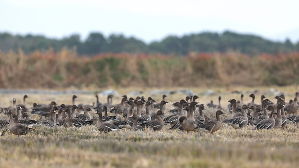 서산시 천수만 간척지 볏짚 존치 논에서 휴식 중인 철새 모습