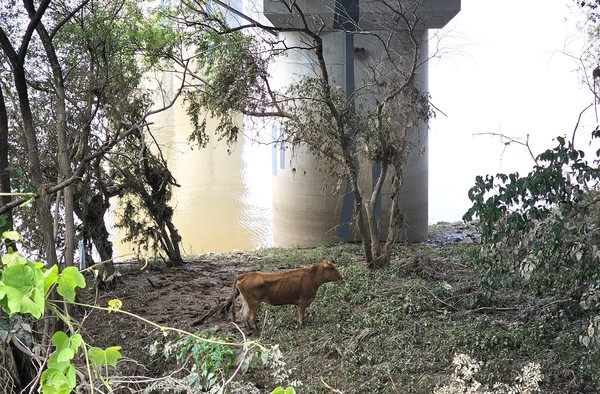 경남 산청에서 진주 진양호까지 떠내려온 소