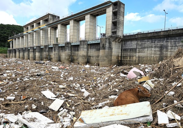 진주 진양호 수문까지 떠내려가 쓰레기 더미에 누워있는 소