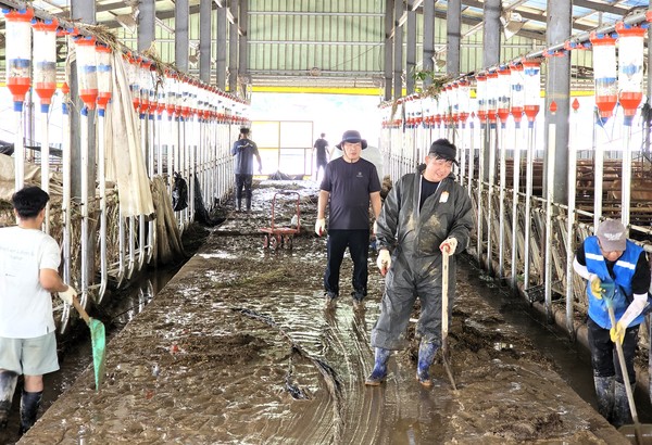 가축 분뇨 처리와 축사를 청소하고 있는 직원들