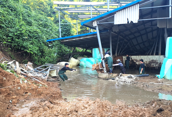침수된 축사에서 소를 구조 중인 직원들