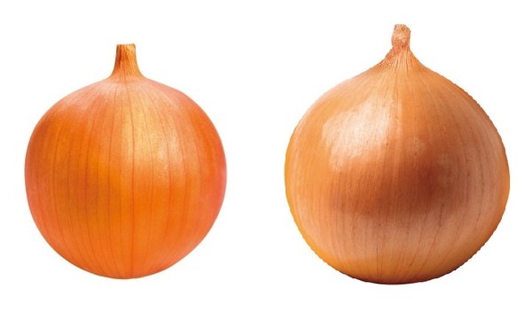 아시아종묘의 오래오(왼쪽)·보고사 품종(아시아종묘 제공)