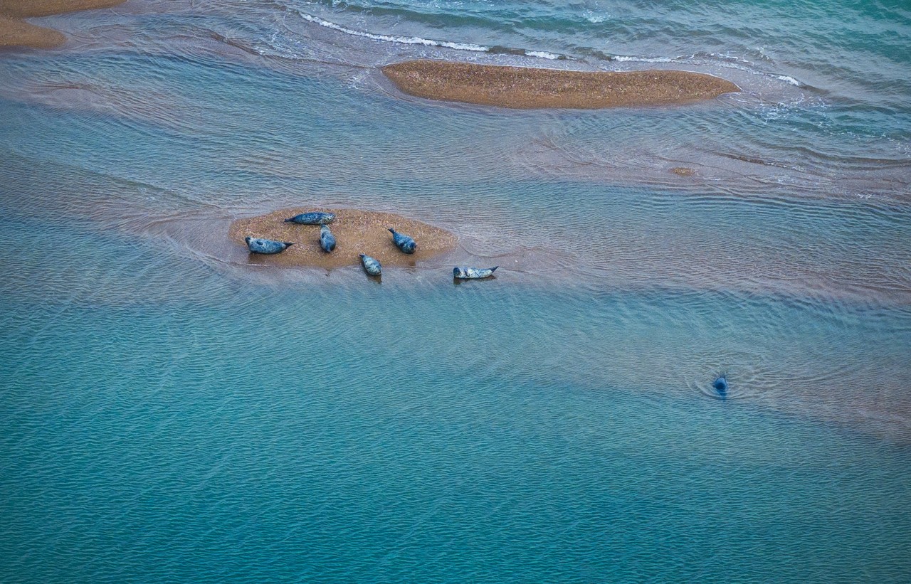 멸종위기 야생생물 Ⅰ급인 점박이물범이 올해도 충남 서산·태안 가로림만을 찾았다.