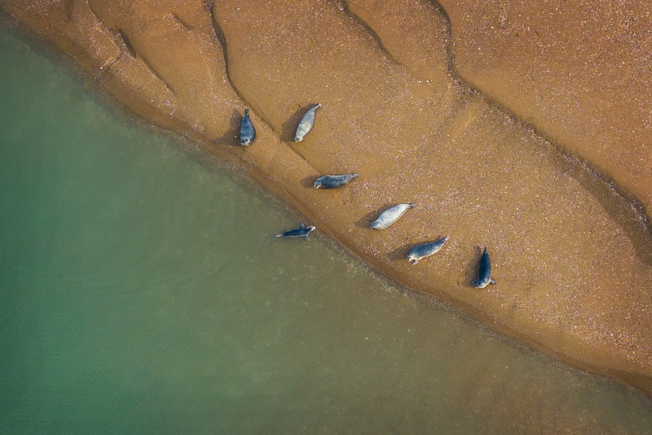 멸종위기 야생생물 Ⅰ급인 점박이물범이 올해도 충남 서산·태안 가로림만을 찾았다.