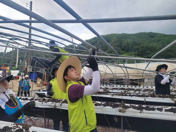 최진수 농협경북본부 본부장이 침수된 비닐하우스 철거를 위해 구슬땀을 흘리고 있다.