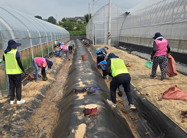 농협충남세종본부와 여성농업인 조직은 지난 8일 우강면 화훼농가를 찾아 수해 복구 작업을 실시했다.