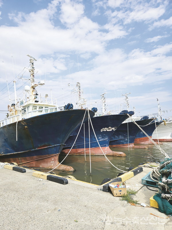 동해구중형트롤어업은 오징어 자원 급감으로 조업도 감척도 하지못하고 있다. 사진은 항구에 정박중인 동해구중형트롤어선.