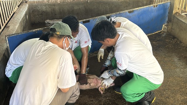 백신 접종 전 시험에 공여되는 개체들에 대한 사전 검사를 위해 채혈을 하고 있는 모습. [코미팜 제공]