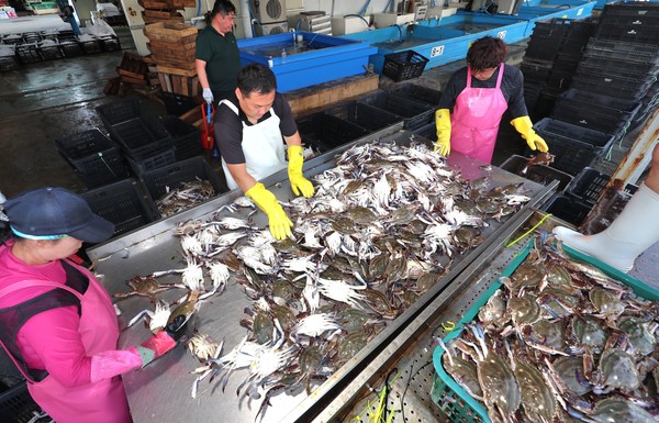 꽃게 선별 작업하는 모습