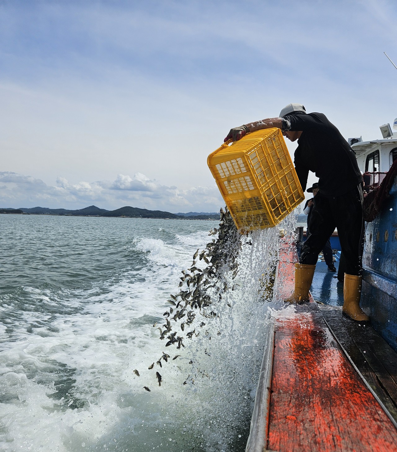 충남도는 26일 서산 해역에에 2개 어가 조피볼락 15만 8800마리를 긴급 방류했다.