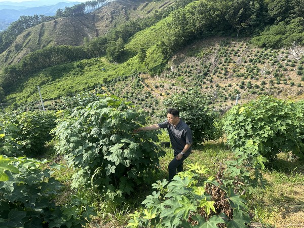 경남 산청 모고 선도산림경영단지 내 조성된 특화임산물재배단지에서 조병삼 산청군산림조합 선도경영과장이 민음나무의 생육을 살펴보고 있다.