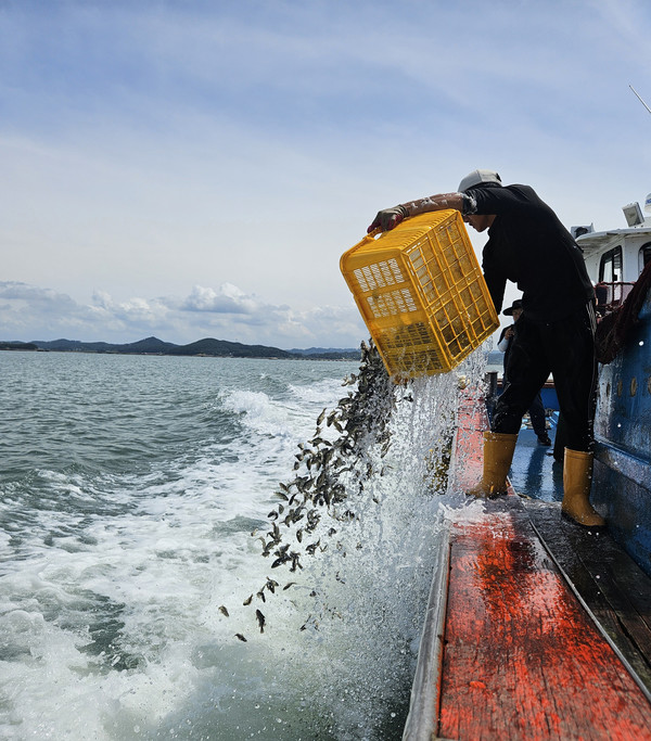 지난 26일 팔봉면 고파도리 해역에서 진행된 양식어류 긴급 방류 모습