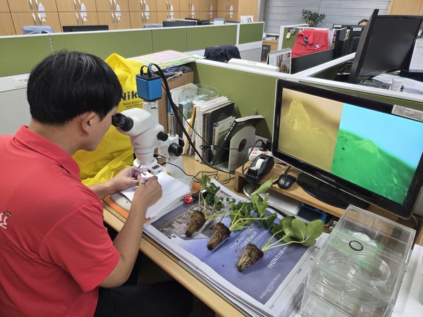 딸기 화아분화 검경 모습