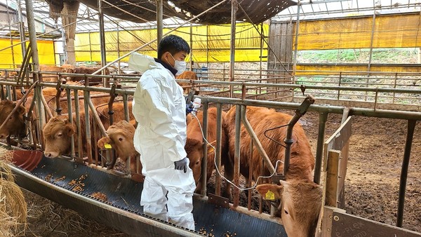 서천 축산농가에서 백신을 접종하는 모습