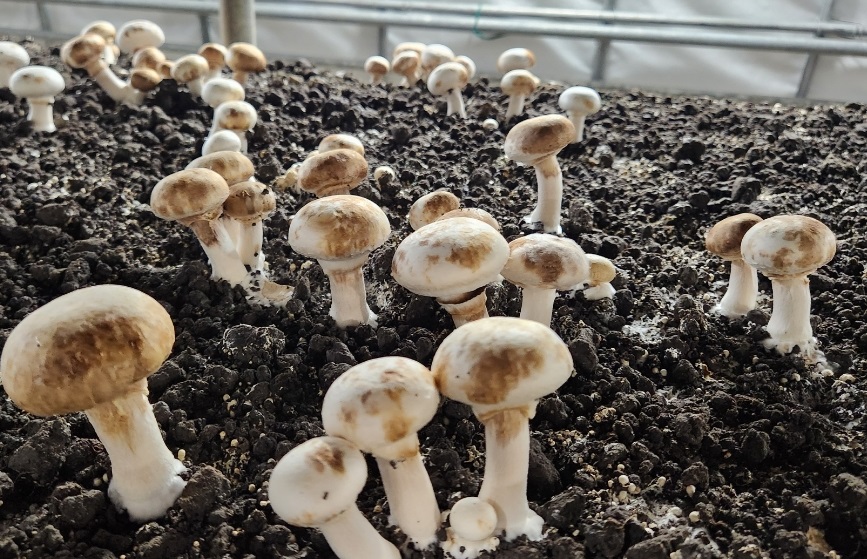 양송이 고습 및 환기불량으로 인한 피해