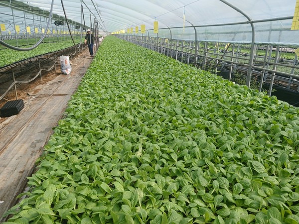 조합원에 공급할 배추 모종