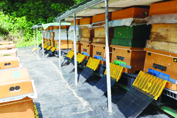 기후 위기와 더불어 물밀듯이 반입되는 수입벌꿀로 인해 양봉산업이 위협을 받고 있다. 사진은 충남도의 한 양봉장.