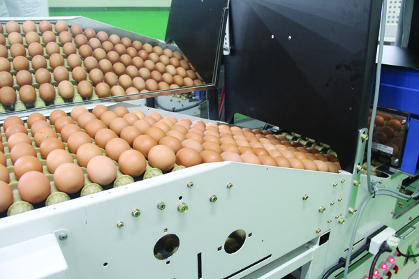이달부터 입식되는 산란계에 사육면적 확대 기준이 적용되면서 계란 수급에 대한 우려의 목소리가 일고 있다. 사진은 포장을 위한 계란 선별 과정.